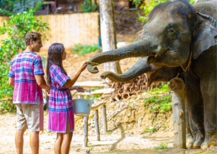 ELEHANT FEED AND SHOWER 1.5 HOUR