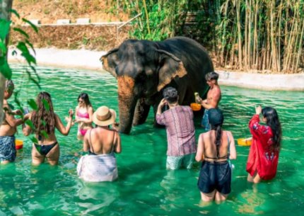 PHUKET ELEPHANT CARE SANCTURY (HALF DAY)